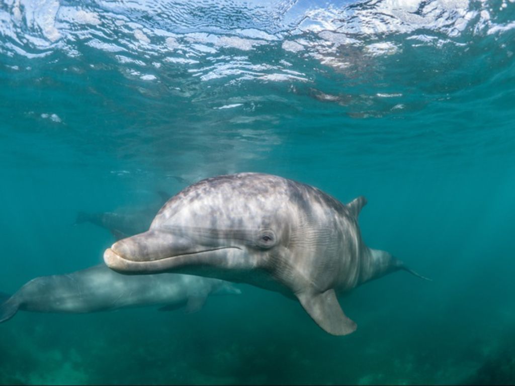 Bisakah AI Bantu Manusia Bicara dengan Hewan? Ini Penjelasan dari Ahli