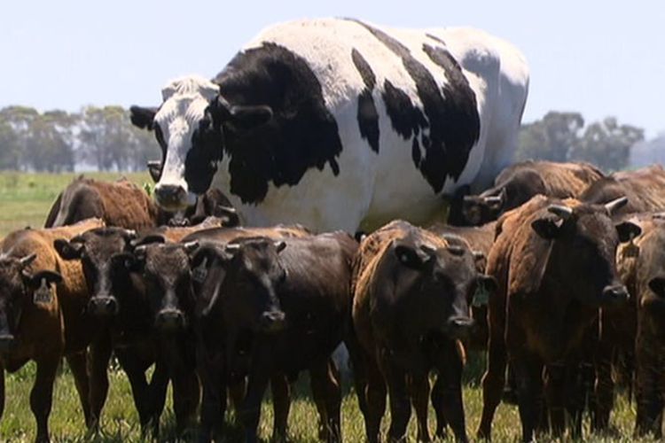 8 Fakta Unik Sapi yang Bikin Kamu Terkejut, Bukan Sekadar Hewan Ternak!
