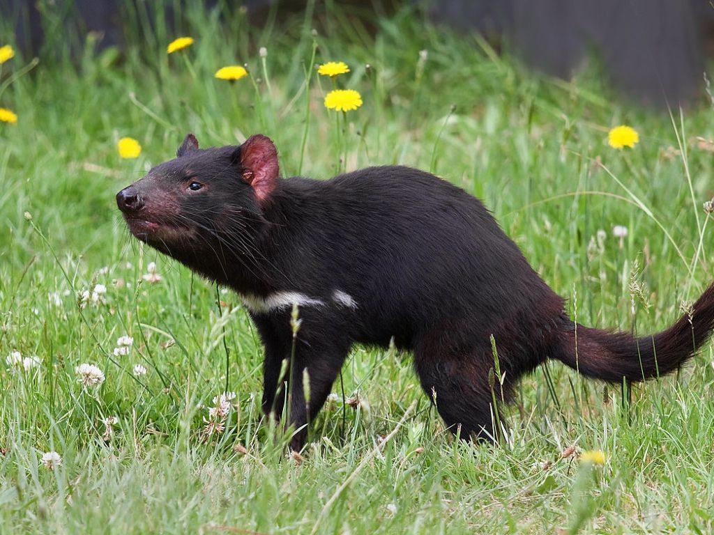 Ilmuwan Berusaha Untuk Hidupkan Kembali Harimau Tasmania yang Sudah Punah