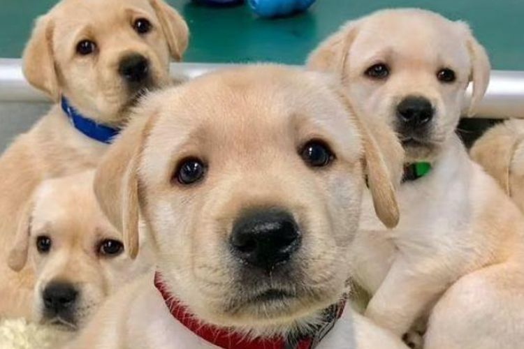 Studi Menemukan Bahwa Anjing Mengerti dan Menyukai Manusia Sejak Mereka Kecil