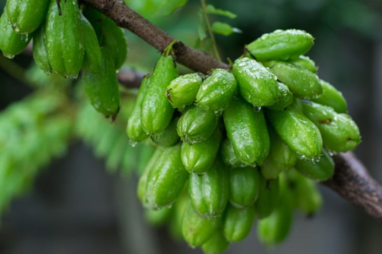 Obat Gusi Bengkak dari Bahan Alami yang Terbukti Ampuh