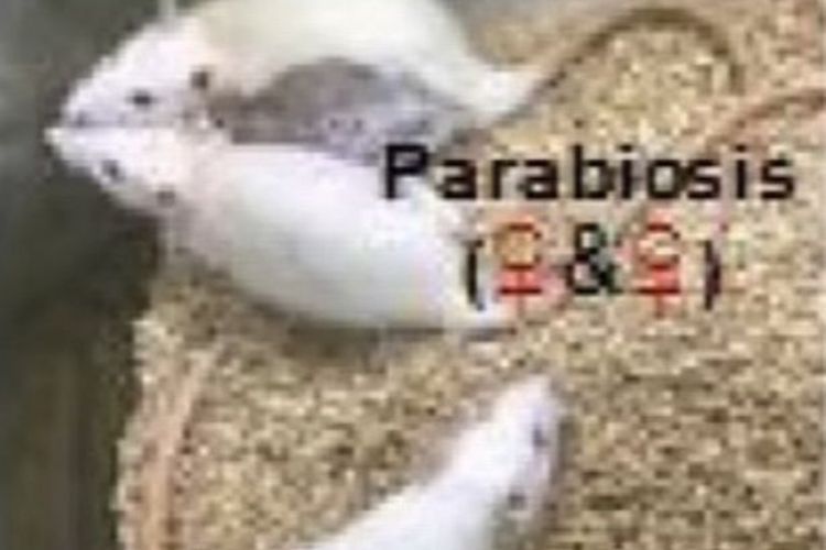 Eksperimen Sains Aneh yang Bisa Membuat Tikus Jantan Melahirkan