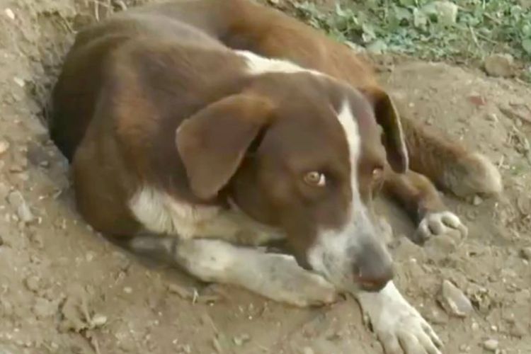 Sedih, Anjing Ini Setia Menunggu Pemiliknya yang Tewas dalam Ledakan Tambang Batu Bara