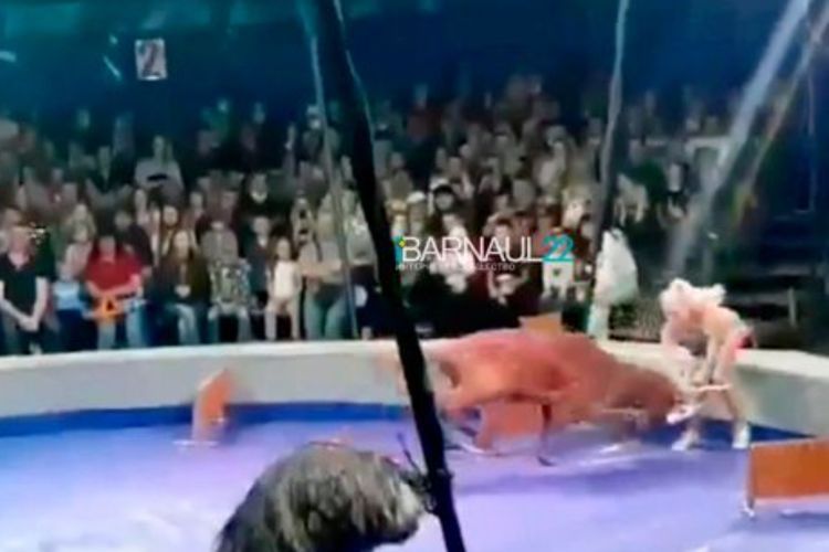 Pelatih Sirkus Wanita Ditanduk Rusa saat Tampil di Depan Penonton