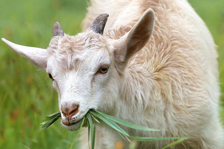 5 Keutamaan Qurban saat Hari Raya Idul Adha bagi Umat Islam