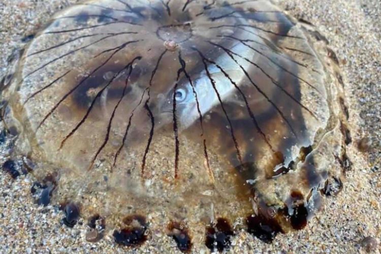 Penampakan Unik dari Seekor Ikan yang Terjebak dalam Perut Ubur-Ubur!