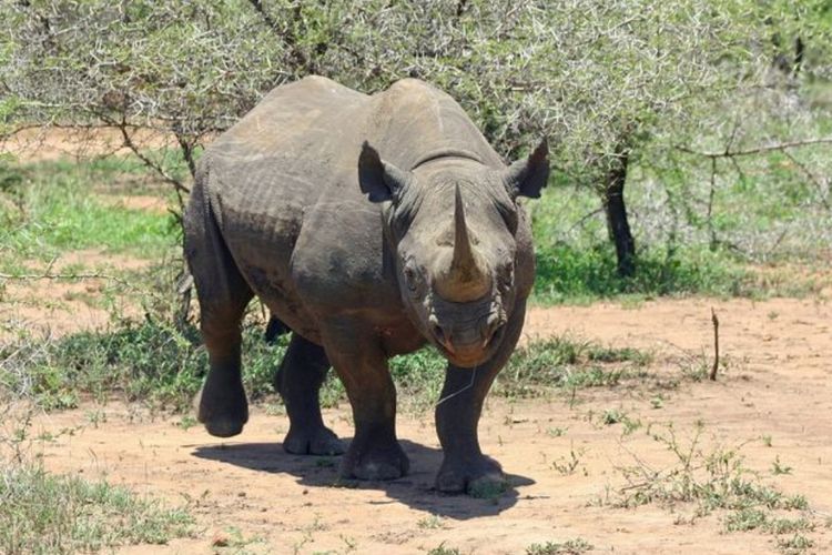 Mengenal Cula Badak: Berfungsi sebagai Alat Pertahanan Demi Melawan Predator