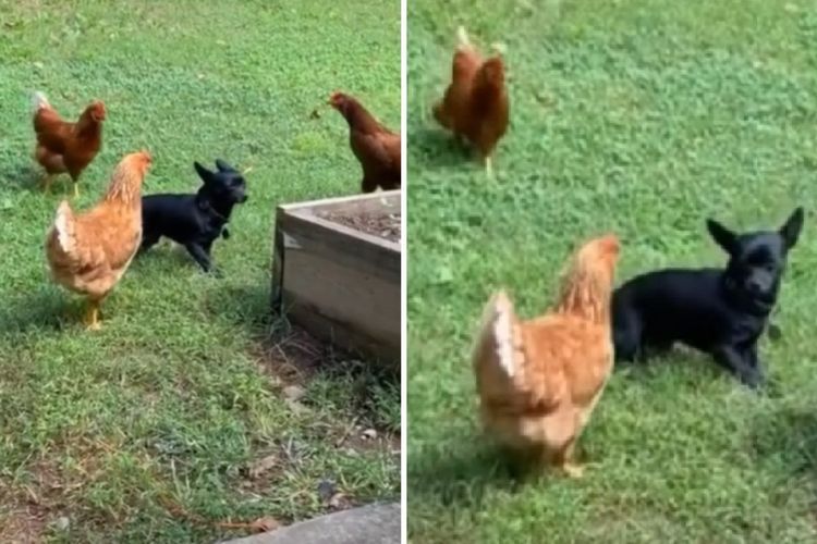 Momen Seekor Anjing Dikepung 3 Ayam Preman, Endingnya Mengejutkan