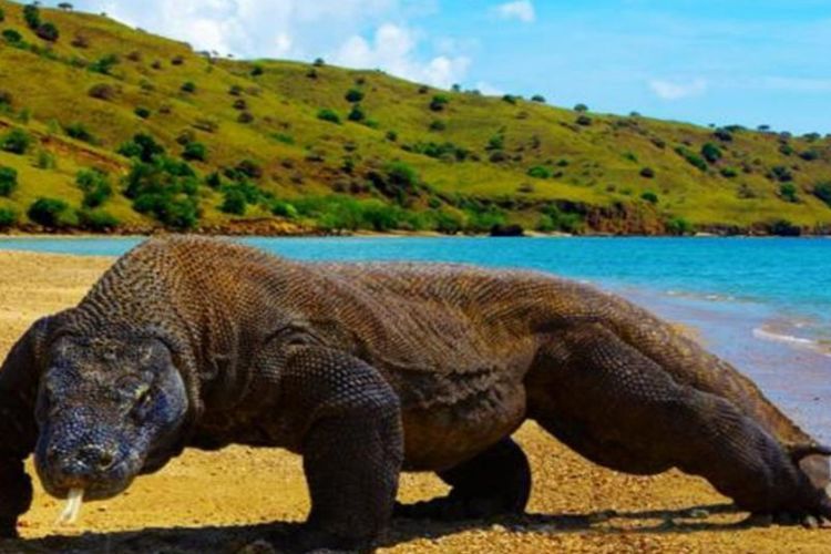 7 Fakta Unik yang Sedikit Orang Tahu tentang Komodo, Sang Naga Purba Nusantara