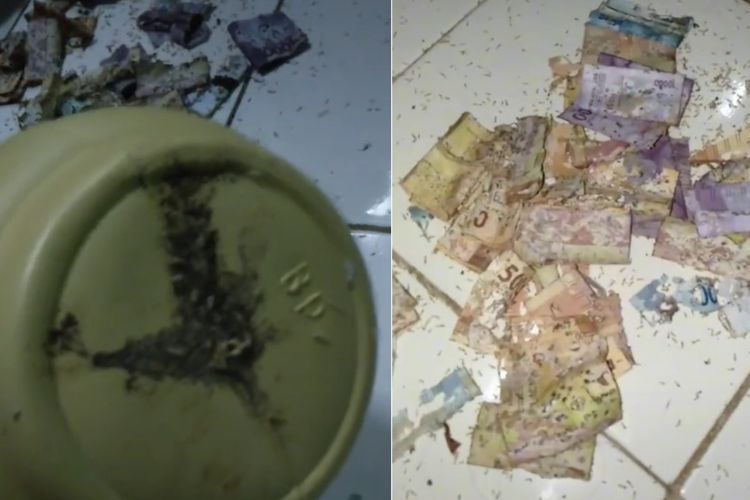 Nyesek! Uang dalam Celengan Cewek Ini Rusak Dimakan Rayap, Padahal untuk Beli Laptop
