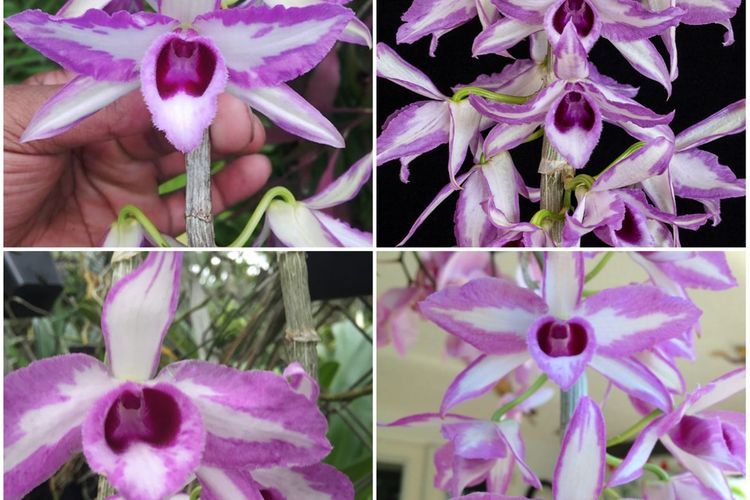 Kolektor Anggrek Langka Harga Sultan