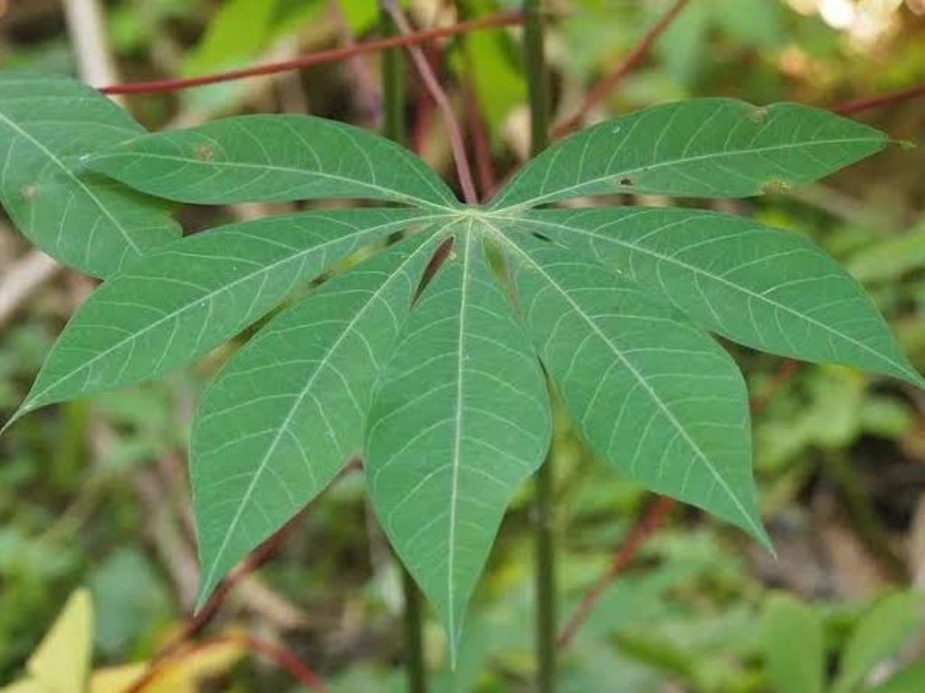7 Manfaat Daun Singkong untuk Kesehatan yang Perlu Diketahui