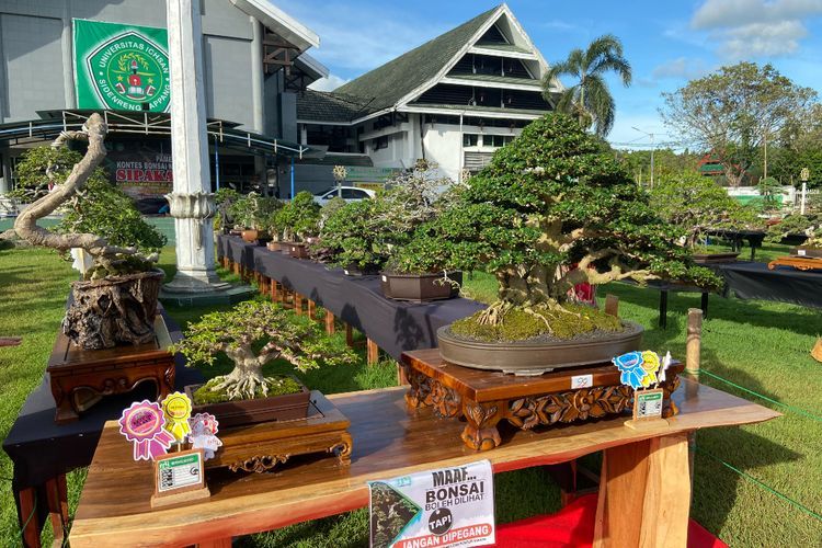 Bonsai: Seni Miniatur Pohon yang Memupuk Kesabaran dan Harmoni