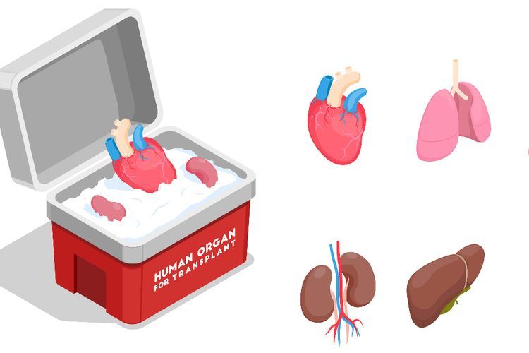 Desainer Indonesia Diduga Jual Beli Organ Manusia, Polri Koordinasi Dengan Polisi Brasil