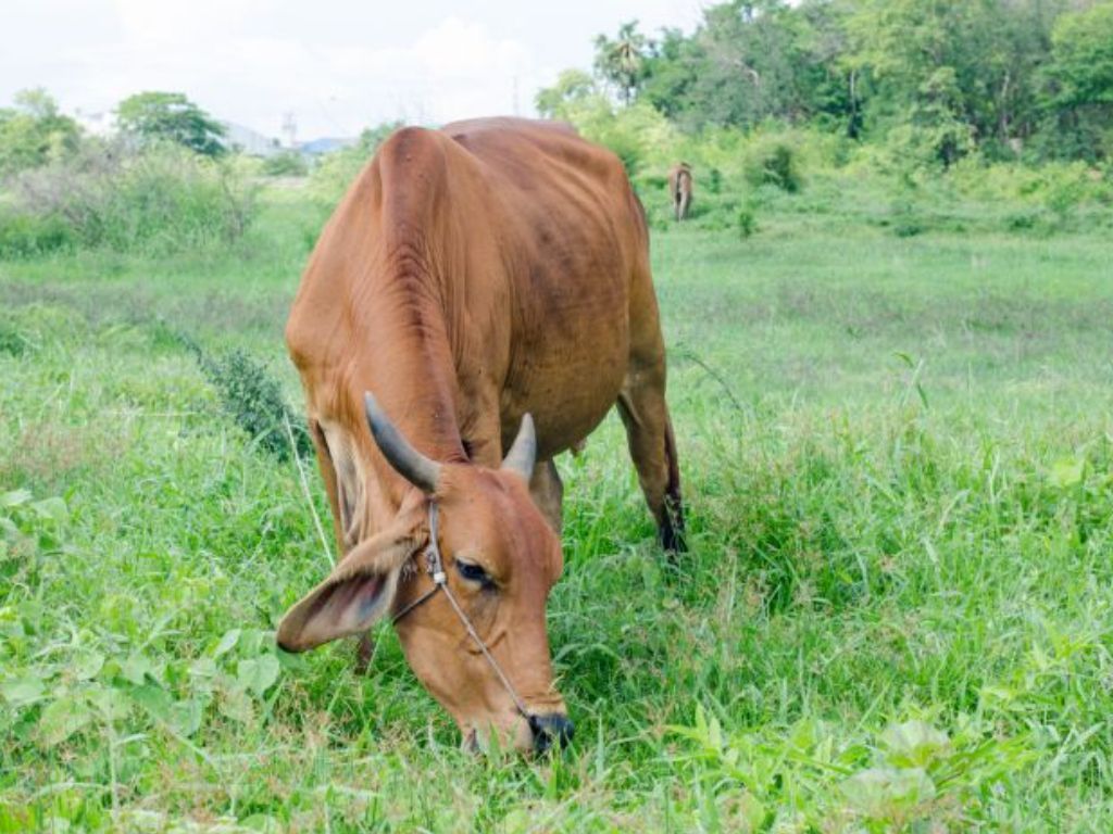 Polisi Bongkar Komplotan Pencuri Ternak di Kupang, Sapi Ditembak lalu Dipotong
