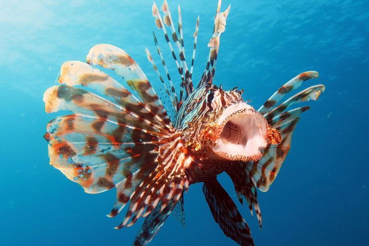 3 Ikan yang Jarang Diketahui dan Paling Berbahaya di Dunia