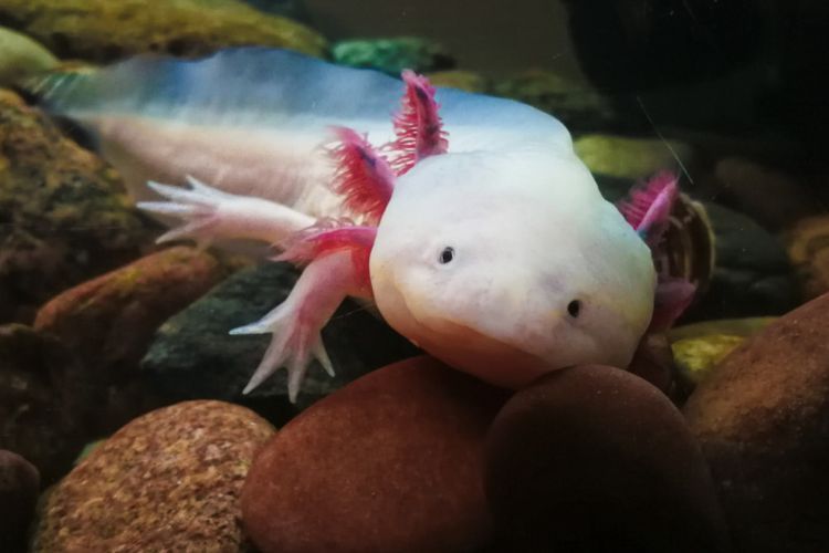 Memahami Bagaimana Axolotl Meregenerasi Tubuhnya: Harapan Baru Perkembangan Teknologi Medis