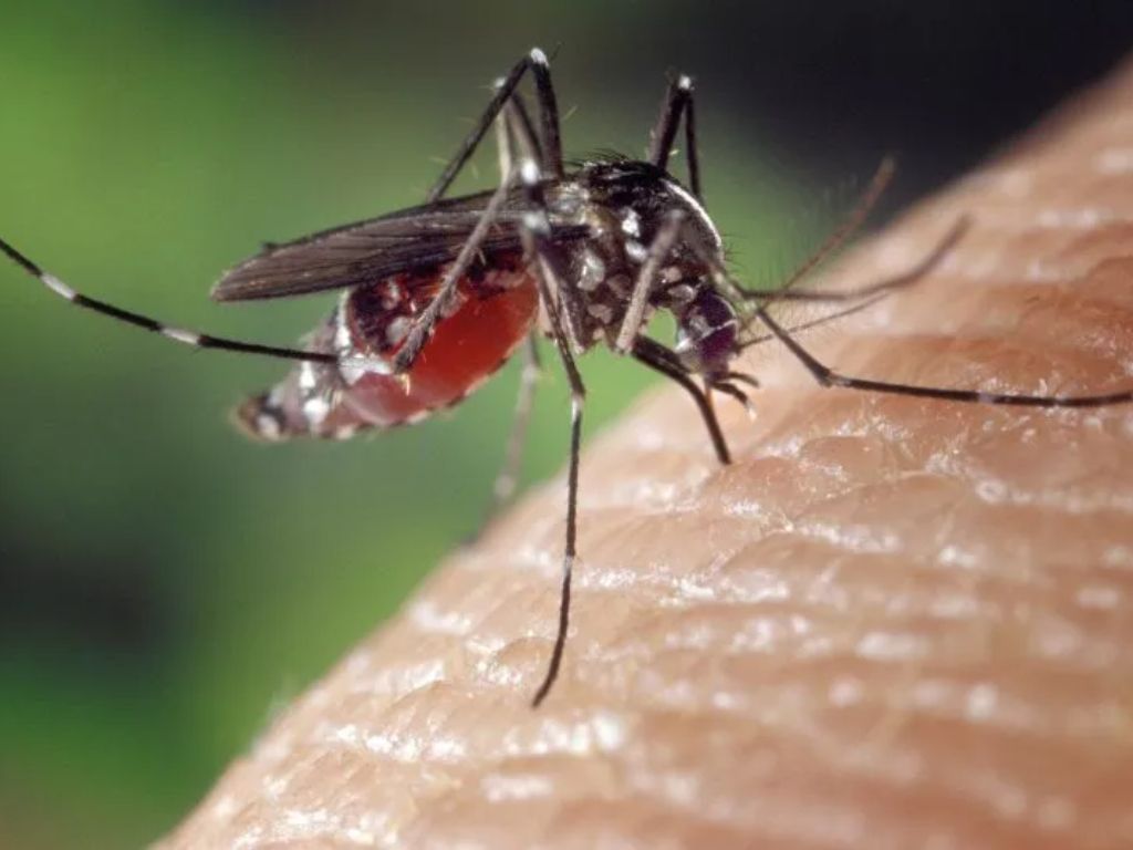 Waspada Musim Hujan 2025–2026, Risiko Penyebaran Dengue Diprediksi Tambah Meningkat