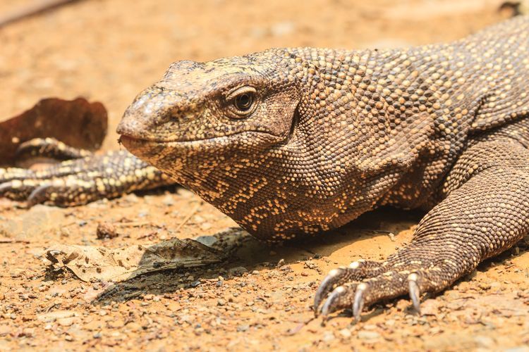 Biawak Makan Apa? Simak 4 Daftar Makanan Reptil Ini