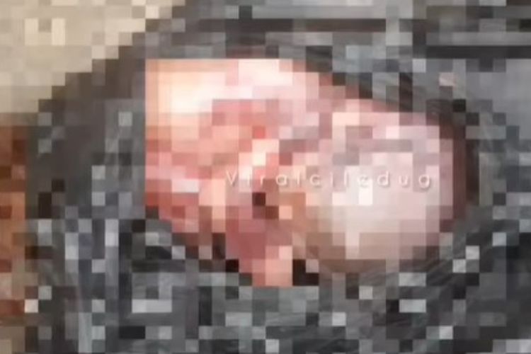 Viral Janin Bayi Digondol Kucing di Tangerang, Begini Faktanya