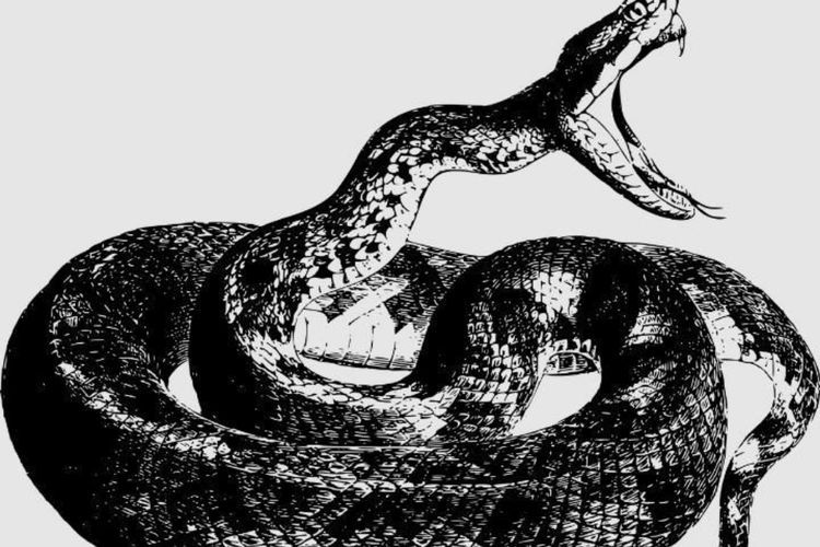 Tersimpan Sejak 1981, Fosil Ular Purba Ini Akhirnya Ubah Sejarah Evolusi Reptil
