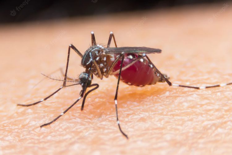 Hati-hati! Ini Tanda dan Penanganan Saat Demam Berdarah Dengue Masuk Tahap Berbahaya