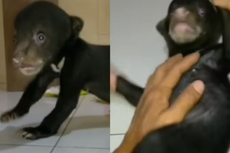 Aksi Bunga Lincah Bermain Bikin Gemas, Bayi Beruang Madu Terpisah dari Induknya di Dumai