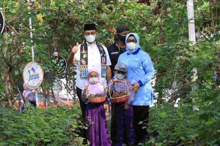 Anies Baswedan Panen Anggur di Kebun yang Disulap dari Lahan SPBU