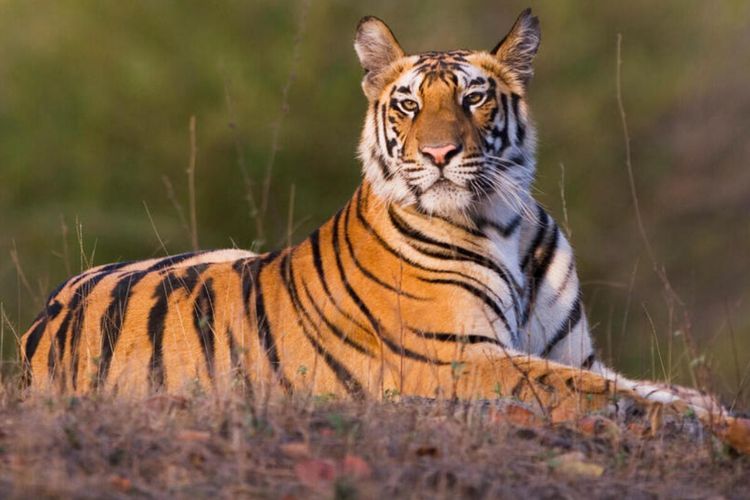 Fakta! Di Afrika Tidak Ada Harimau, Ternyata Ini Penyebabnya