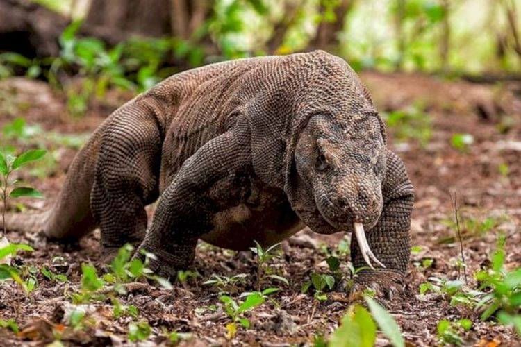 7 Destinasi Wisata Terbaik di NTT: Surga Tropis di Ujung Timur!