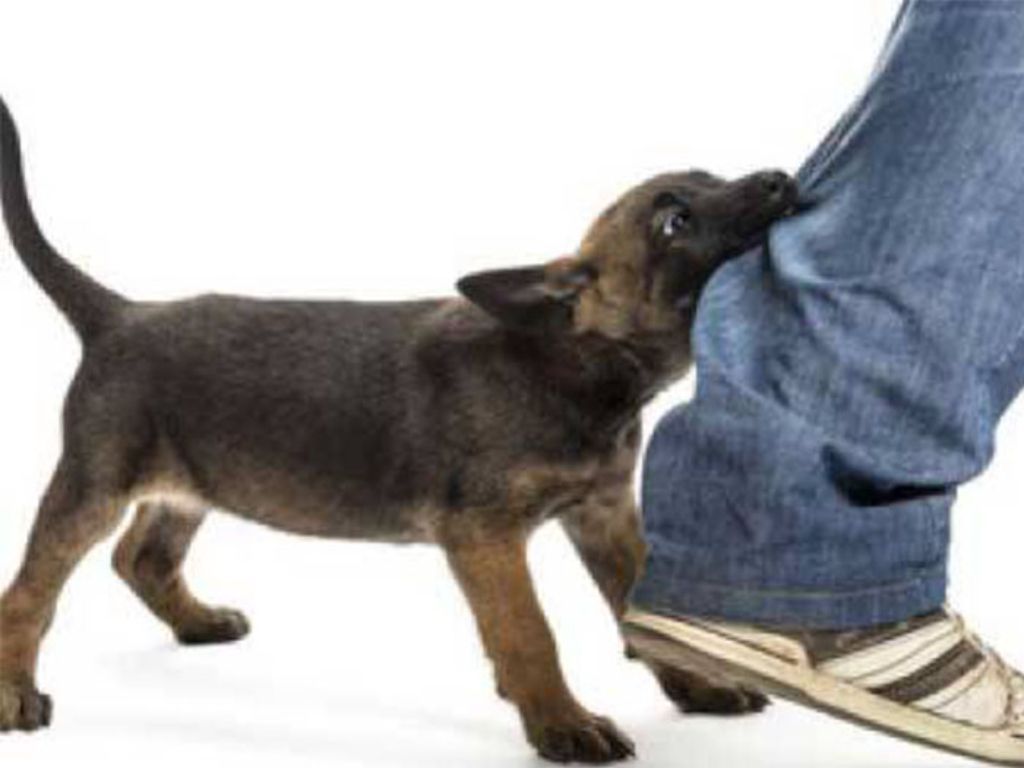 Bocah 7 Tahun di NTT Meninggal Dunia Usai Digigit Anjing Rabies
