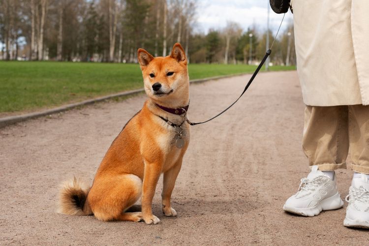 Bocah di Tangerang Luka Parah usai Diserang Anjing, Ini Pertolongan Pertama Digigit Anjing