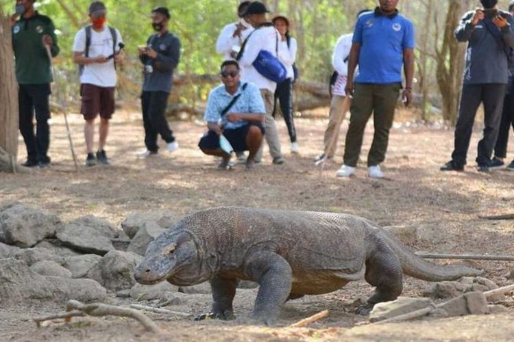 Bukan Cuma Foto-foto: 4 Aktivitas Unik dan Langka di Kawasan Pualau Komodo yang Kamu Wajib Cobain!