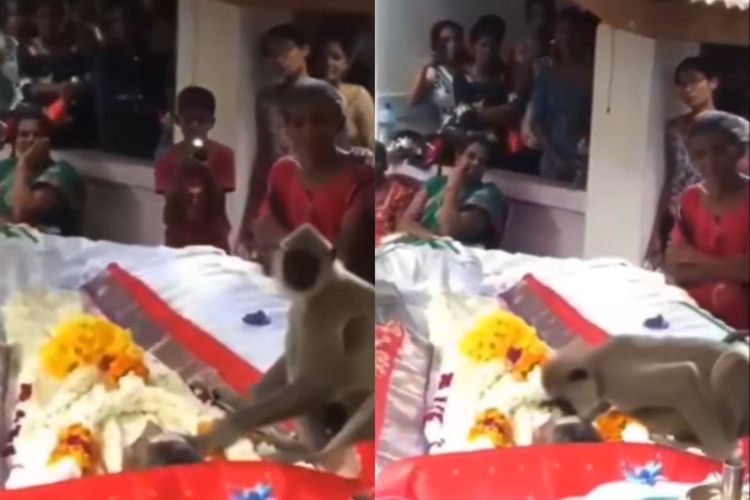 Momen Pilu Monyet Usap Kepala Jenazah Tuannya di Dalam Peti, Bakti untuk Terakhir Kali