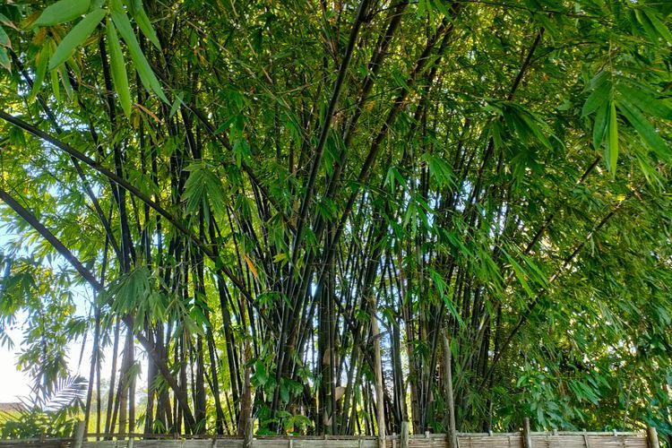 7 Mitos Pohon di Indonesia yang Konon Dihuni Makhluk Halus, Nomor Terakhir Bikin Merinding