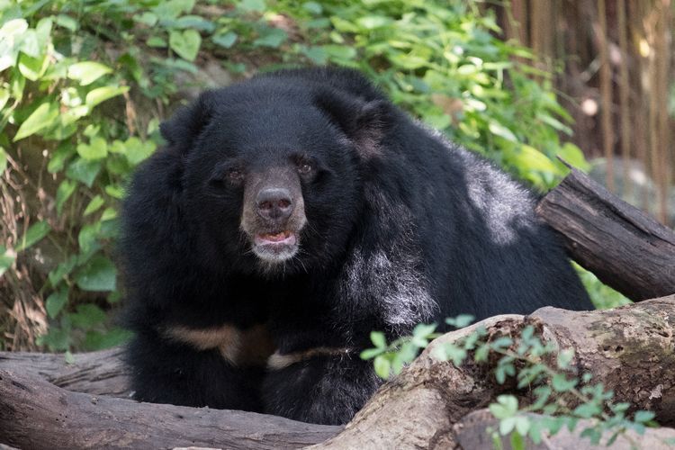 Kisah Nyata 'Cocaine Bear', Seekor Beruang Hitam yang Tewas Setelah Makan Kokain