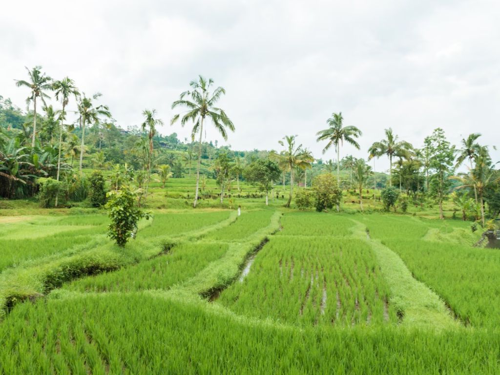 Bukan Sekadar Slogan Sekolah, Ini Alasan Faktual Indonesia Disebut Negara Agraris!