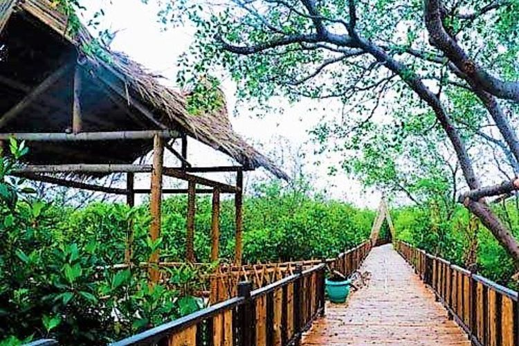 Ekowisata Mangrove Surabaya, Area Hijau di Tengah Padatnya Kota