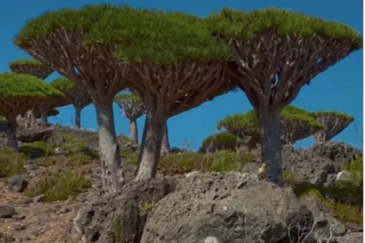 Pulau Socotra Surga Tersembunyi yang Lebih Mirip Planet Lain daripada Bumi