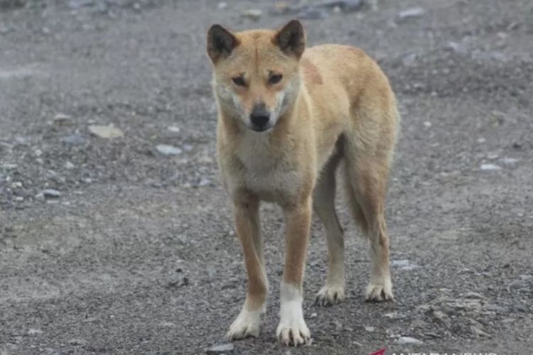 Ada Anjing Bernyanyi di Pegunungan Papua, Dianggap Bagian dari Leluhur dan Penjaga Tanah