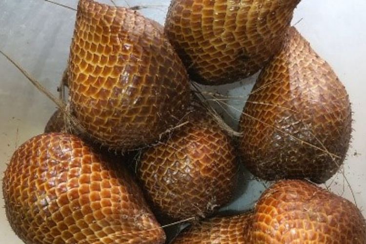 Lagi Sembelit Katanya Jangan Makan Salak? Cek Faktanya Berikut!