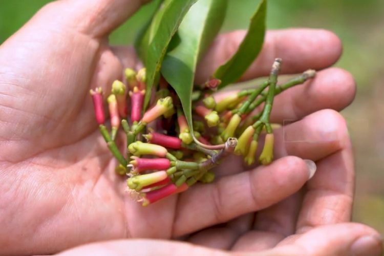 Atasi Masalah Ejakulasi Dini dengan Cengkeh: Solusi Alami untuk Kepuasan Seksual
