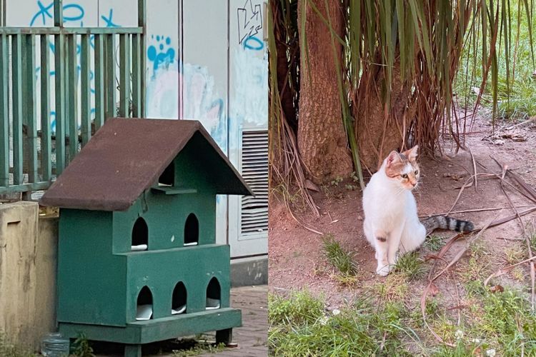 Inisiatif Rumah Kucing Liar di Istanbul: Mengangkat Kehidupan Kucing-kucing di Jalanan