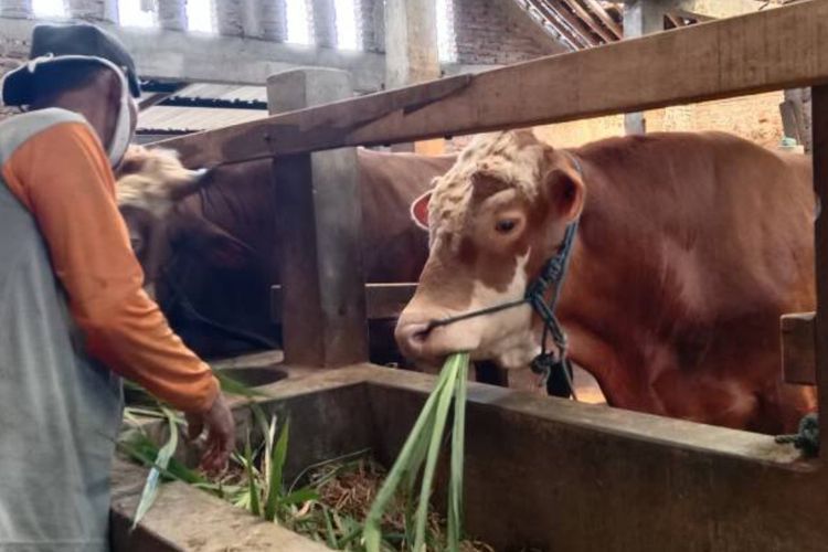 Kurban Iduladha Bukan Sekadar Ritual, Jadi Sarana Distribusi Kebaikan Hingga ke Luar Negeri