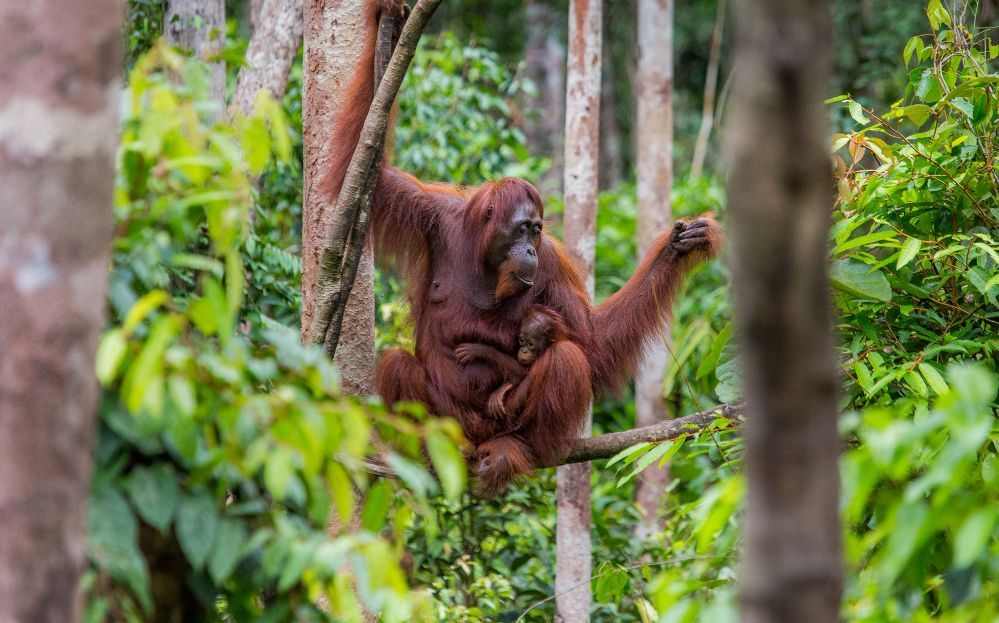 10 Hewan Terancam Punah di Indonesia yang Wajib Diketahui