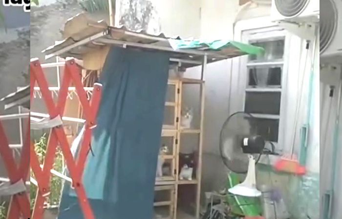 Cuaca Lagi Panas-panasnya, Kucing Ini Malah Adem Banget Bikin Iri Kurir Paket