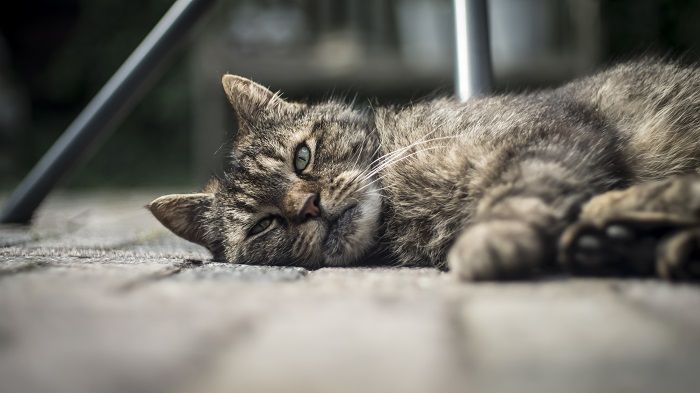 Kucing-kucing Terkaya di Dunia yang Penghasilannya Bikin Minder