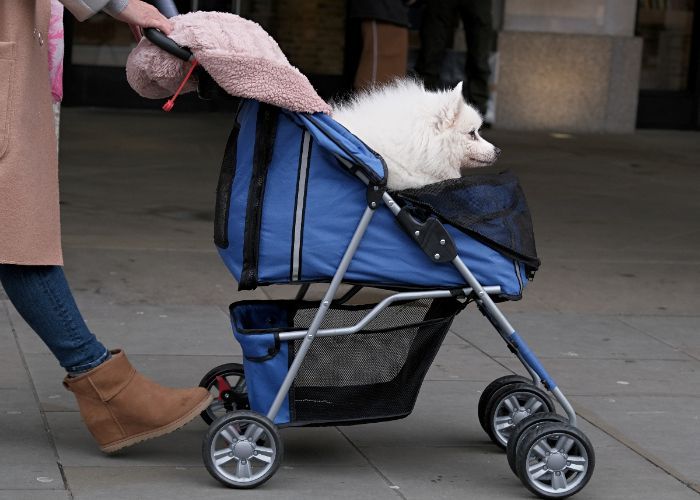 Bikin Tepuk Jidat, Penjualan Stroller Hewan Peliharaan Lampaui Stroller Bayi di Korea Selatan
