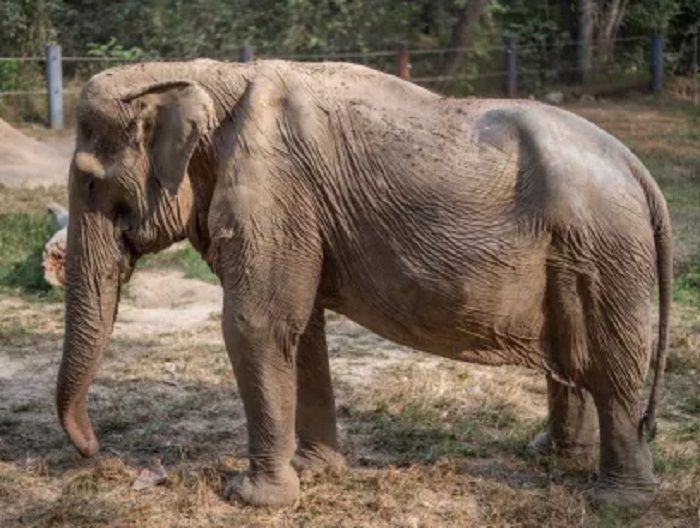 Kisah Pilu Pai Lin, Gajah Thailand yang Cacat Permanen karena Puluhan Tahun Ditunggangi Turis 