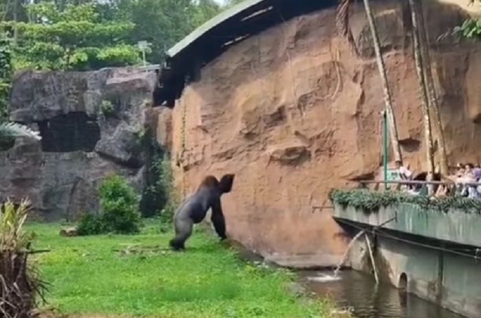 Gorila di Ragunan Ngamuk karena Diganggu Pengunjung